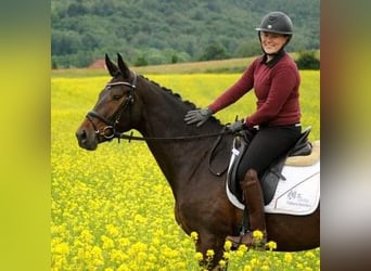 Trakehner, Yegua, 3 años, 170 cm, Castaño oscuro