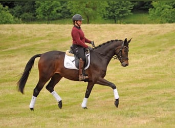 Trakehner, Yegua, 3 años, 170 cm, Castaño oscuro