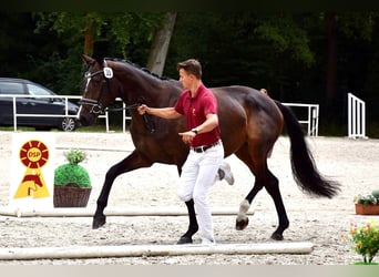 Trakehner, Yegua, 3 años, 170 cm, Morcillo