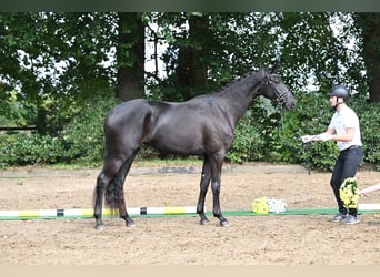 Trakehner, Yegua, 3 años, 170 cm, Negro