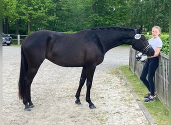 Trakehner, Yegua, 3 años, 171 cm, Negro