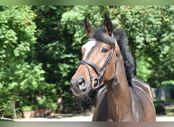 Trakehner, Yegua, 3 años, 173 cm, Castaño