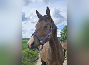 Trakehner, Yegua, 3 años, 178 cm, Castaño