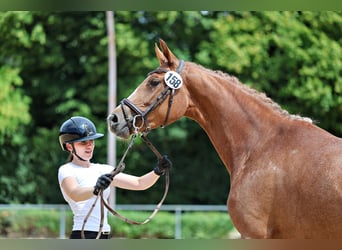 Trakehner, Yegua, 3 años, Alazán