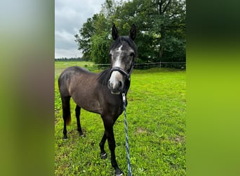 Trakehner, Yegua, 3 años, Tordillo negro