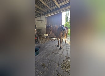 Trakehner Mestizo, Yegua, 4 años, 153 cm, Alazán