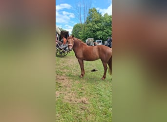Trakehner Mestizo, Yegua, 4 años, 153 cm, Alazán