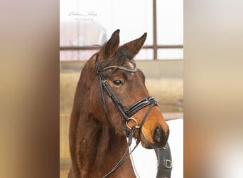 Trakehner, Yegua, 4 años, 155 cm, Castaño