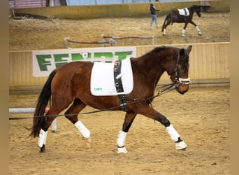 Trakehner, Yegua, 4 años, 155 cm, Castaño