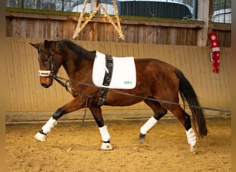 Trakehner, Yegua, 4 años, 155 cm, Castaño