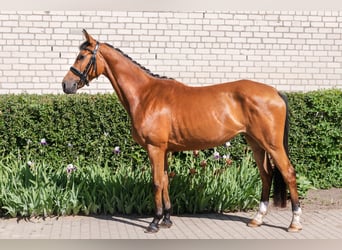 Trakehner, Yegua, 4 años, 158 cm, Castaño rojizo