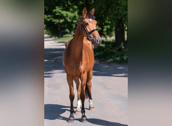 Trakehner, Yegua, 4 años, 158 cm, Castaño rojizo
