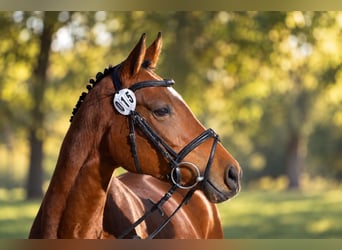 Trakehner, Yegua, 4 años, 160 cm, Castaño