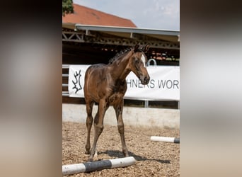 Trakehner, Yegua, 4 años, 160 cm, Castaño