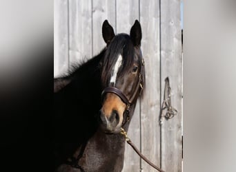 Trakehner, Yegua, 4 años, 160 cm, Castaño