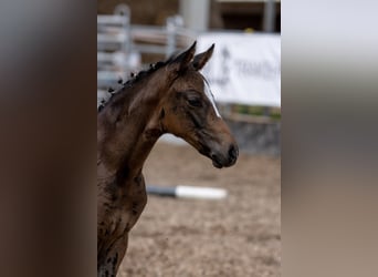 Trakehner, Yegua, 4 años, 160 cm, Castaño