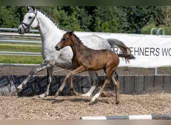 Trakehner, Yegua, 4 años, 160 cm, Castaño