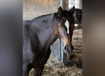 Trakehner, Yegua, 4 años, 160 cm, Castaño