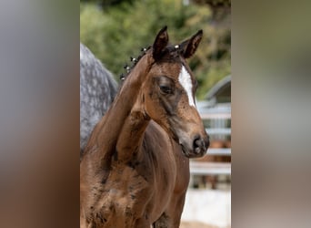 Trakehner, Yegua, 4 años, 160 cm, Castaño
