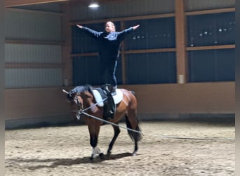 Trakehner, Yegua, 4 años, 160 cm, Castaño