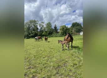 Trakehner, Yegua, 4 años, 162 cm, Castaño