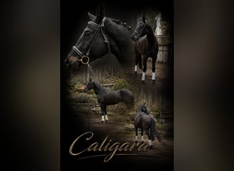 Trakehner, Yegua, 4 años, 162 cm, Morcillo