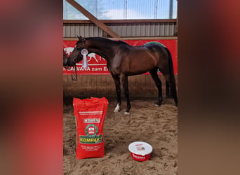 Trakehner, Yegua, 4 años, 163 cm, Castaño