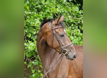 Trakehner, Yegua, 4 años, 163 cm, Castaño