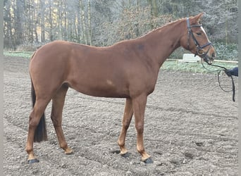 Trakehner, Yegua, 4 años, 164 cm, Alazán