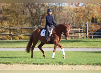 Trakehner, Yegua, 4 años, 164 cm, Alazán
