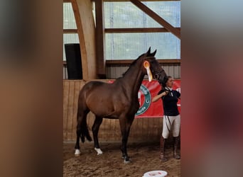 Trakehner, Yegua, 4 años, 164 cm, Castaño