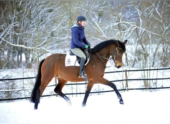 Trakehner, Yegua, 4 años, 164 cm, Castaño
