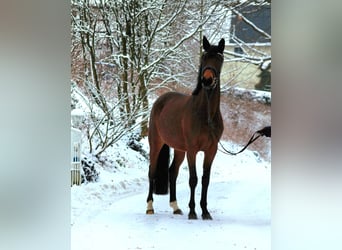 Trakehner, Yegua, 4 años, 164 cm, Castaño