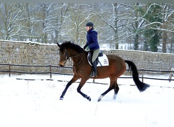 Trakehner, Yegua, 4 años, 164 cm, Castaño
