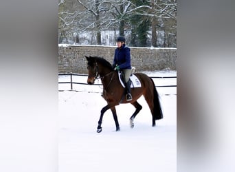 Trakehner, Yegua, 4 años, 164 cm, Castaño
