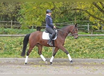 Trakehner, Yegua, 4 años, 164 cm, Castaño