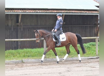 Trakehner, Yegua, 4 años, 164 cm, Castaño