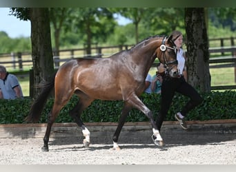 Trakehner, Yegua, 4 años, 164 cm, Castaño oscuro