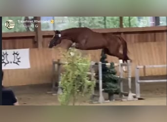 Trakehner, Yegua, 4 años, 165 cm