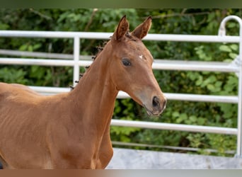 Trakehner, Yegua, 4 años, 165 cm, Castaño