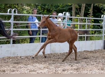 Trakehner, Yegua, 4 años, 165 cm, Castaño