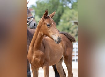 Trakehner, Yegua, 4 años, 165 cm, Castaño