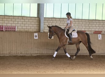 Trakehner, Yegua, 4 años, 165 cm, Castaño