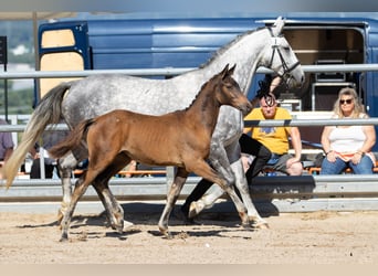 Trakehner, Yegua, 4 años, 165 cm, Castaño