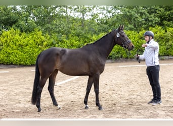 Trakehner, Yegua, 4 años, 165 cm, Castaño oscuro