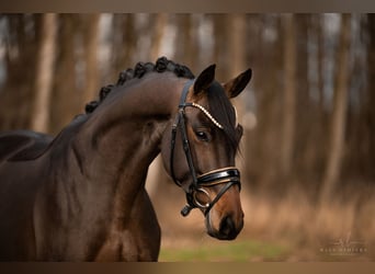 Trakehner, Yegua, 4 años, 165 cm, Castaño oscuro