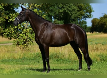 Trakehner, Yegua, 4 años, 165 cm, Castaño oscuro