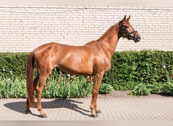 Trakehner, Yegua, 4 años, 165 cm, Castaño rojizo