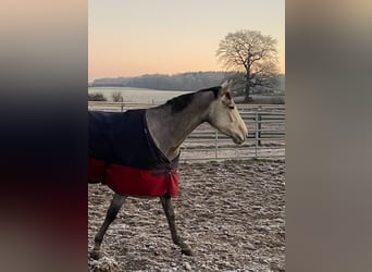 Trakehner, Yegua, 4 años, 165 cm, Tordo