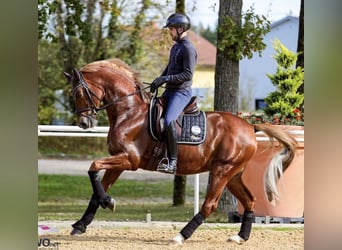 Trakehner, Yegua, 4 años, 166 cm, Alazán